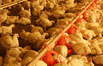 Avicola Ouro Verde - Foto 1