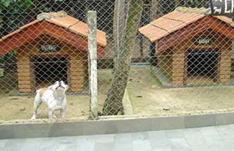 Canil Oatã - Foto 1