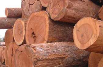 Madeireira Inhaguera - Foto 1