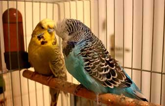 Kaninus Pet Shop - Foto 1