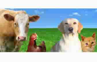 Givet Comercio e Representação de Produtos Veterinarios - Foto 1