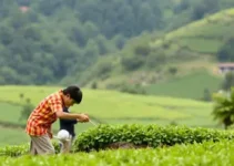 práticas sustentáveis no IPTU Verde Camaragibe