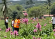 ações do Outubro Rosa
